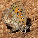 Aloeides trimeni